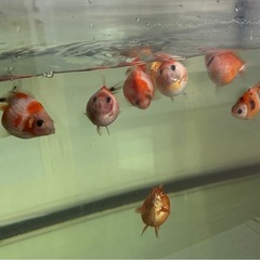 金魚 らんちゅう　ピンポンパールの画像