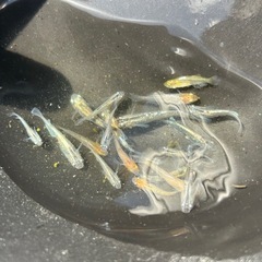 決まりました🙇‍♂️
【MARUEメダカ】ミックスめだか　15匹以上 の画像