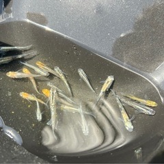 決まりました🙇‍♂️
【MARUEメダカ】ミックスめだか　15匹以上 の画像