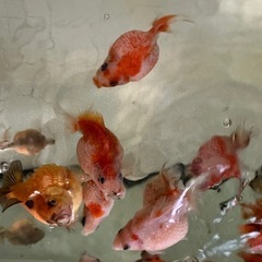 金魚 らんちゅう　ピンポンパールの画像