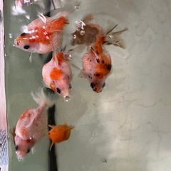 金魚 らんちゅう　ピンポンパールの画像