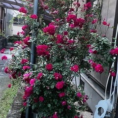 【引渡し者決定！】ミニバラの苗木の画像