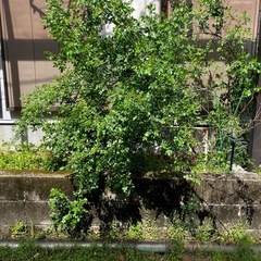 【引渡し者決定！】ミニバラの苗木