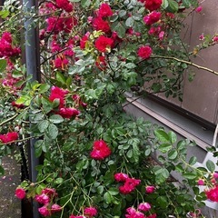 【引渡し者決定！】ミニバラの苗木の画像