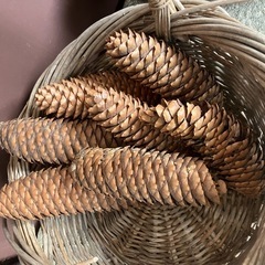 松ぼっくりとカゴのセットの画像