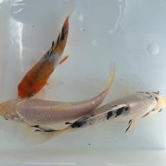 売れてます！錦鯉　13cm 1匹