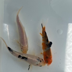 売れてます！錦鯉　13cm 1匹の画像
