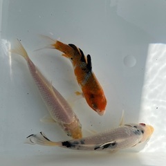 売れてます！錦鯉　13cm 1匹の画像