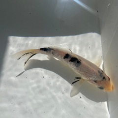 売れてます！錦鯉　13cm 1匹の画像
