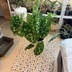ランキングキーワードに紐づく投稿画像-観葉植物