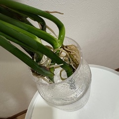 モンステラ 水耕栽培の画像
