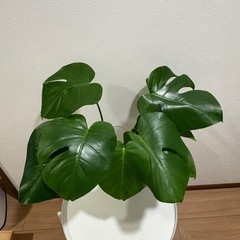 モンステラ 水耕栽培の画像