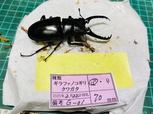 ②ギラファノコギリクワガタ新成虫ペアの販売 (ビエント) 船橋の