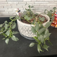 シルバーリーフ　植木鉢付きの画像