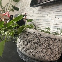 シルバーリーフ　植木鉢付きの画像