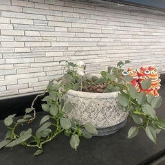 シルバーリーフ　植木鉢付き