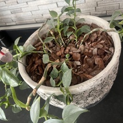 シルバーリーフ　植木鉢付きの画像