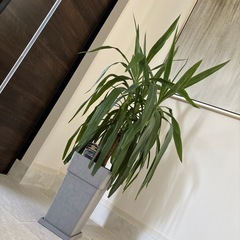 マヤツリー　ユッカ　エレファンティペス　マヤツリー　Yucca Elephantipes Maya Tree　青年の木　田川市　福岡　ガーデン　ロックガーデン　ドライガーデン　パキラ　ドラセナ　観葉植物 ユッカ エレファンティペス 高さ約130cm 贈り物 開店祝い 開業祝い 新築祝い 引越し祝い インテリア シンプル モダン 高級  お祝い ギフト 開店祝い ラッピング 無料 観葉植物 プレゼント ねじりパキラ お中元 お歳暮 熱帯植物 大型　おしゃれな植木鉢 オフィス 店舗 事務所    の画像