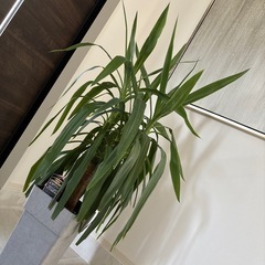 マヤツリー　ユッカ　エレファンティペス　マヤツリー　Yucca Elephantipes Maya Tree　青年の木　田川市　福岡　ガーデン　ロックガーデン　ドライガーデン　パキラ　ドラセナ　観葉植物 ユッカ エレファンティペス 高さ約130cm 贈り物 開店祝い 開業祝い 新築祝い 引越し祝い インテリア シンプル モダン 高級  お祝い ギフト 開店祝い ラッピング 無料 観葉植物 プレゼント ねじりパキラ お中元 お歳暮 熱帯植物 大型　おしゃれな植木鉢 オフィス 店舗 事務所    の画像