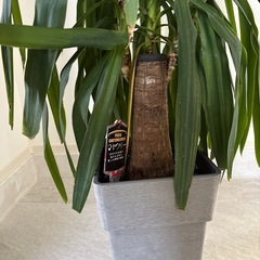 マヤツリー　ユッカ　エレファンティペス　マヤツリー　Yucca Elephantipes Maya Tree　青年の木　田川市　福岡　ガーデン　ロックガーデン　ドライガーデン　パキラ　ドラセナ　観葉植物 ユッカ エレファンティペス 高さ約130cm 贈り物 開店祝い 開業祝い 新築祝い 引越し祝い インテリア シンプル モダン 高級  お祝い ギフト 開店祝い ラッピング 無料 観葉植物 プレゼント ねじりパキラ お中元 お歳暮 熱帯植物 大型　おしゃれな植木鉢 オフィス 店舗 事務所    の画像