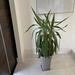 マヤツリー　ユッカ　エレファンティペス　マヤツリー　Yucca Elephantipes Maya Tree　青年の木　田川市　福岡　ガーデン　ロックガーデン　ドライガーデン　パキラ　ドラセナ　観葉植物 ユッカ エレファンティペス 高さ約130cm 贈り物 開店祝い 開業祝い 新築祝い 引越し祝い インテリア シンプル モダン 高級  お祝い ギフト 開店祝い ラッピング 無料 観葉植物 プレゼント ねじりパキラ お中元 お歳暮 熱帯植物 大型　おしゃれな植木鉢 オフィス 店舗 事務所    の画像
