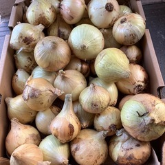 1つ限り✨超小玉　新玉ねぎ　40玉程　