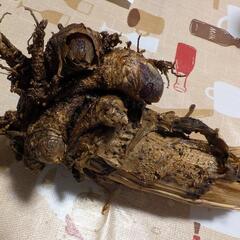 ウドの新芽付き根っこの画像