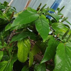 植物【ヒハツ】鉢植えの画像