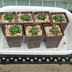 多肉植物ハオルチア