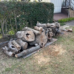 欅　ケヤキ
