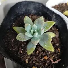 ②多肉植物の画像