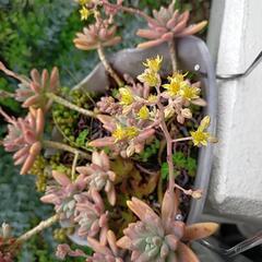 ②多肉植物の画像