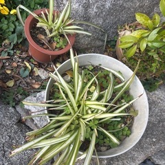 オリズルラン