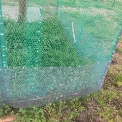 鶏小屋2×3メートルの画像