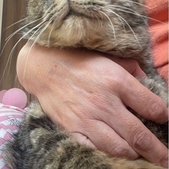 麦わら猫　キジトラ　人なれバツグン - 猫