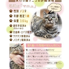 麦わら猫　キジトラ　人なれバツグン - 長久手市
