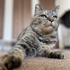 麦わら猫　キジトラ　人なれバツグン − 愛知県