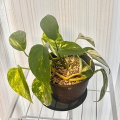 観葉植物　ポトス