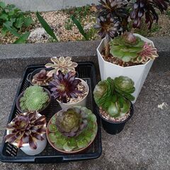 多肉植物アエオニウム