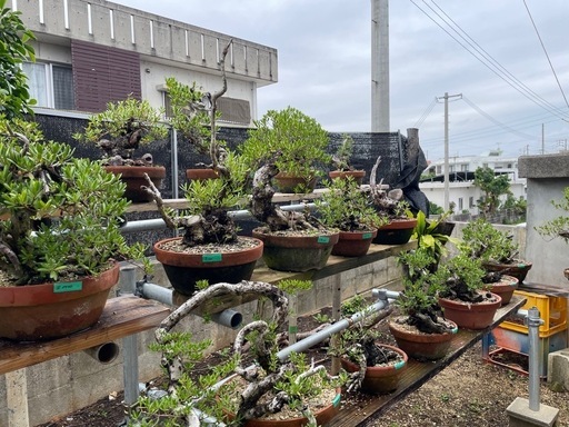 盆栽ハマシタン