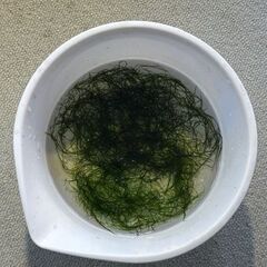 【ビオトープ、メダカ、エビ飼育に】ウィローモス②　水草　無農薬の画像