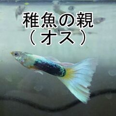 ドイツイエロータキシード　グッピー　稚魚10匹＋ｵﾏｹ　国産グッピー