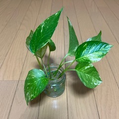 ポトス
