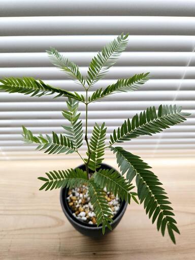 ◼️エバーフレッシュ◼️セラアート3号鉢観葉植物 (もみ) 川崎 ◼️エバーフレッシュ◼️セラアート3号鉢観葉植物 (もみ) 川崎