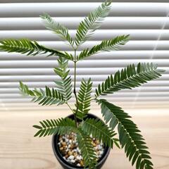 ◼️エバーフレッシュ◼️セラアート3号鉢　観葉植物