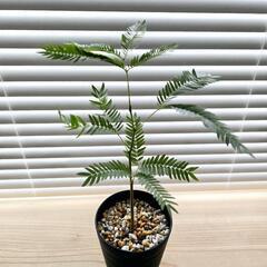 ◼️エバーフレッシュ◼️セラアート3号鉢　観葉植物の画像