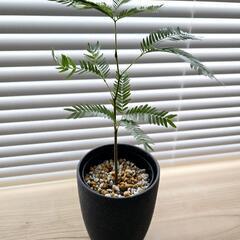 ◼️エバーフレッシュ◼️セラアート3号鉢　観葉植物の画像