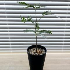 ◼️エバーフレッシュ◼️セラアート3号鉢　観葉植物の画像
