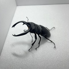インターメディアツヤクワガタ♂♂♀3頭の画像