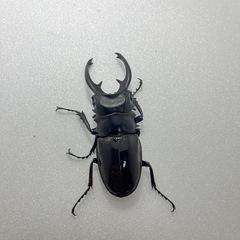 インターメディアツヤクワガタ♂♂♀3頭の画像